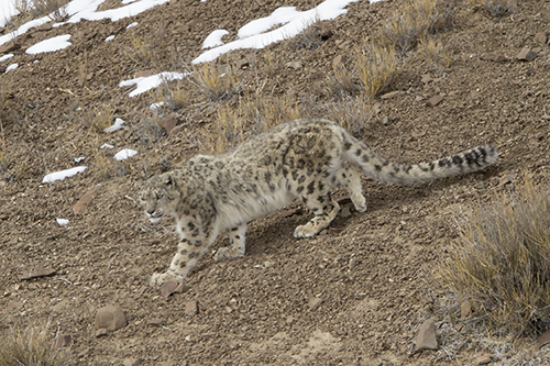 snow leopard